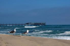 Save your money while traveling! Mowen In Swakopmund Am Strand In Namibia Stock Photo Adobe Stock