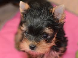 We did not find results for: Yorkie Breeders Artistry Yorkies