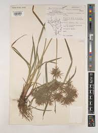 Image result for Cyperus distans