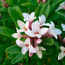 Beauty daphne x transatlantica 'eternal fragrance' bush with 3 variations. Eternal Fragrance Daphne Blafra Daphne X Transatlantica My Garden Life
