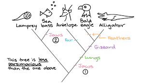 Building A Phylogenetic Tree (Article) | Khan Academy