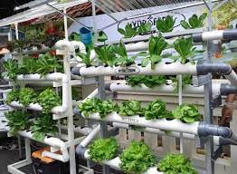 Air stone is attached to the air pump with opaque walls of the reservoir. Hydroponic Design Ideas For Android Apk Download