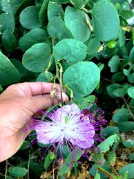 Image result for Capparaceae