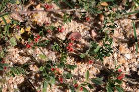 Image result for Indigofera transvaalensis