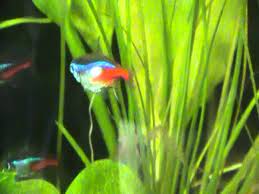 It is not the same thing, eggs have to be fertilized by a male to produce baby fish. 03 Pregnant Neon Tetra Youtube