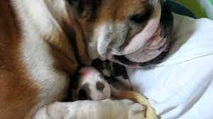 A chicago english bulldog rescue pmb#239, p.o. Chicago English Bulldog Rescue Rosie With Her 1 Week Old Puppies Youtube