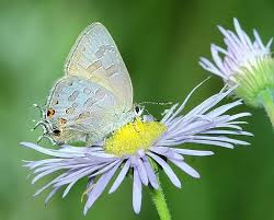 Image result for Liparis harketii