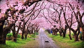 50 Lovely Cherry Blossom Wallpapers To Brighten Your Desktop Naldz Graphics We have 68+ amazing background pictures carefully picked by our community. 50 lovely cherry blossom wallpapers to