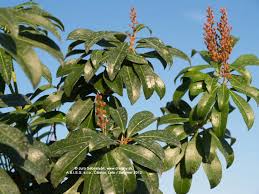 Image result for Pieris japonský bonfire obrázek