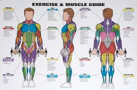 Nice Chart To Choose Which Muscle Group To Work Workout