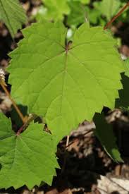 Wild grapes (vitis spp.) are an often misunderstood, but extremely valuable plant in our local woods. Ohio Weedguide