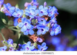 Image result for Eranthemum pulchellum