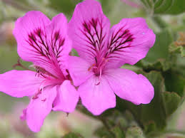 Image result for Pelargonium