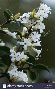 Piante rampicanti fiori idee green. Pianta Sempreverde Con Fiori Bianchi