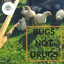 Pasture Raised Vs Organic Chicken Grassfruits Farm Grass Fed Sustainable Healthy Nutritious Meat And Produce