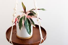 Image result for stromanthe