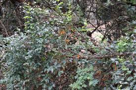 Image result for Halleria lucida