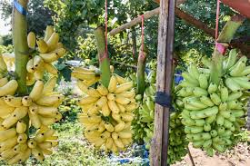 May 29, 2020 · chocolate banana bundles calls for: How To Ripen Bananas Remodel Or Move