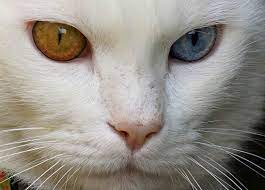 Looks Just Like Be Ge Blue Eye Green Eye My Cat From My Childhood She Was Rare With Her Eye Color And Also Not Deaf Like Most All Solid White Cats With Matc