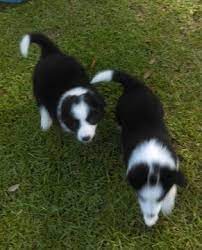 Litter Of 5 Border Collie Puppies For Sale In Mobile Al Adn 40680 On Puppyfinder Com Gender Male S And Border Collie Puppies Collie Puppies For Sale Collie