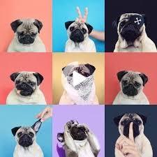 Kopek Kopekfotograflari In 2020 Baby Pugs Cute Pugs Pugs Funny