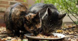 Check spelling or type a new query. 7 Makanan Kucing Kampung Murah Yang Paling Banyak Disukai Pintarpet