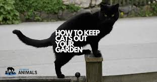 And, if you move, you can take. How To Keep Unwanted Cats Out Of Your Garden With Cat Fence Spikes 2020