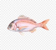 El Norte De Pargo Rojo La Breca Los Peces Imagen Png Imagen Transparente Descarga Gratuita
