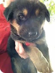 I have 3 chunky rottweiler puppy's left as one sold puppy's born 4th of june 2021 puppy's left for sale is 2 girls purple and red colour id collars and one boy blue id collar all puppy's. Rottweiler Australian Shepherd Mix For Sale 99degree