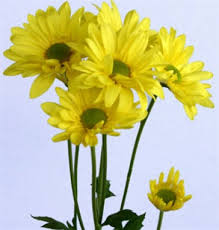 We did not find results for: Online Wholesale Bulk Discount Yellow Daisy Poms Flowers