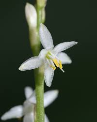 Image result for Chlorophytum sparsiflorum