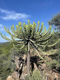Image result for Euphorbia cooperi