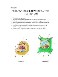 Ukuran sel hewan identik dengan kecil dan ukuran sel tumbuhan lebih besar daripada sel. Lkpd Perbedaan Sel Hewan Dan Sel Tumbuhan