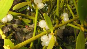 Image result for Viscum