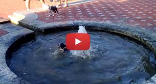 We did not find results for: Boston Terrier Dog Playing In The Fountain Water Video