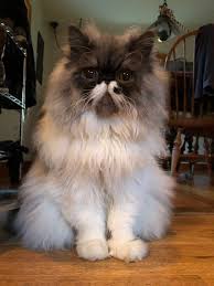 Black And White Persian Cat My Black Smoke Tabby White Persian Black Smoke Tabby Kitty