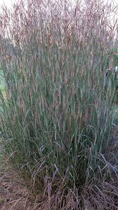 Image result for Andropogon ligulatus