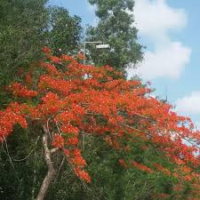 Great diversity of trees can be grown in india. Iype Tomson Ø¯Ø± ØªÙˆÛŒÛŒØªØ± Beautiful Flowering Tree Flowers Tropical Garden Gardening Green Red Rajamalli Peacockflower Kerala India Indian Godsowncountry Https T Co Qbekkaec7q