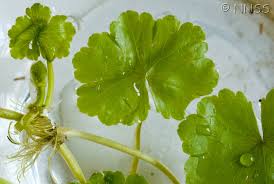 Image result for Hydrocotyle mannii