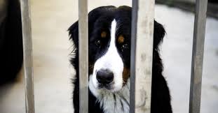 11 février 2019 at 15 h 58 min share via Petition Contre La Maltraitance Animale Sous Toutes Ses Formes