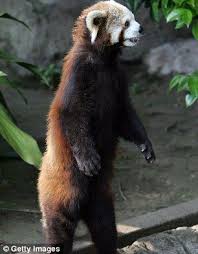 Missing Red Panda Found Safe After Escaping From California Zoo Red Panda Panda Zoo Animals
