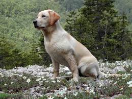 Image result for labrador retrívr