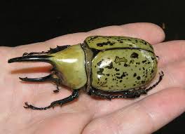 We did not find results for: Image Dynastes Tityus Eastern Hercules Beetle Biolib Cz