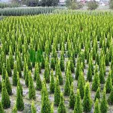 Image result for Alafia orientalis