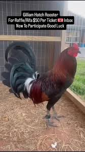 Gilliam Hatch Rooster, For Raffle/Rifa $50 Per Ticket 🎟 Inbox Now To  Participate Good Luck , #gamefowl #gallosfinos #gallos #gamefowlbreeder  #sabong #gamefowlnation #gallosdepelea #gallosdecombate ...