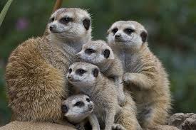 Meerkat Family Meerkat Animals Are Beautiful People Animals Beautiful
