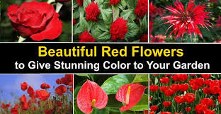 The most common coral color flowers material is metal. Beautiful Red Flowers With Stunning Color Including Pictures