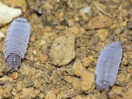 Image result for Polhillides