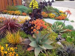This drought tolerant plants list is compiled from our observations of the plant survivors from neglected gardens. Drought Tolerant Landscapes Drought Resistant Landscaping Drought Tolerant Garden Drought Resistant Plants