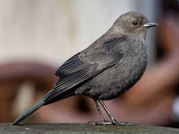 Select from premium spiky hair of the highest quality. Brewer S Blackbird Identification All About Birds Cornell Lab Of Ornithology